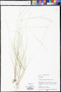 Aristida simpliciflora image