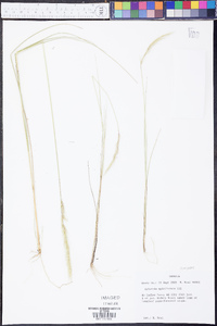 Aristida spiciformis image