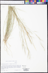 Aristida purpurea var. nealleyi image