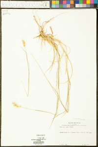 Cenchrus spinifex image