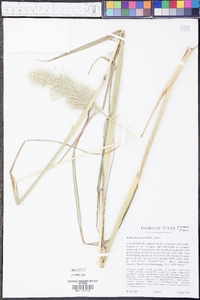 Bothriochloa alta image