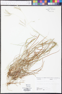 Bothriochloa pertusa image