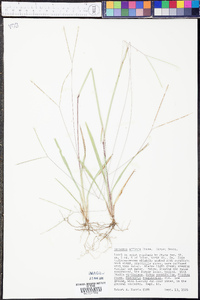 Axonopus fissifolius image