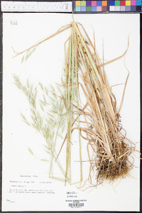 Avena sativa image