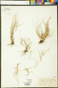 Bouteloua dactyloides image