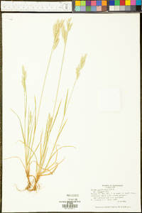 Bromus catharticus image