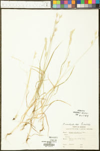 Bromus catharticus image