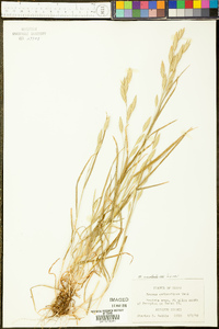 Bromus catharticus image