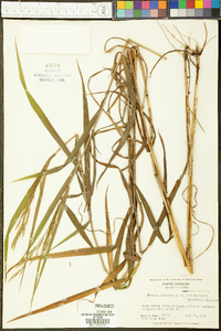 Bromus pubescens image