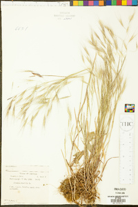 Bromus sterilis image