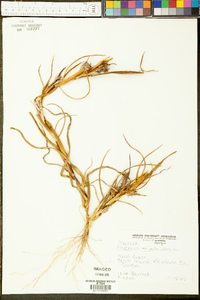 Cenchrus tribuloides image