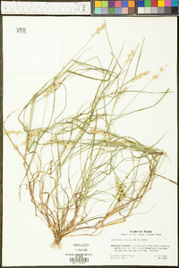 Cenchrus spinifex image