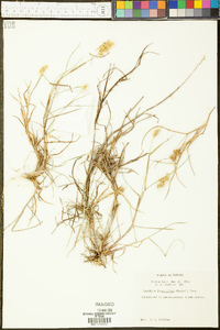 Cenchrus longispinus image