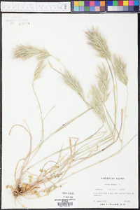 Bromus rubens image