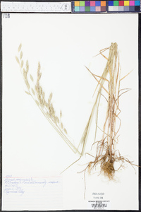 Bromus racemosus image