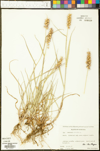 Cenchrus echinatus image