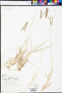 Eustachys petraea image