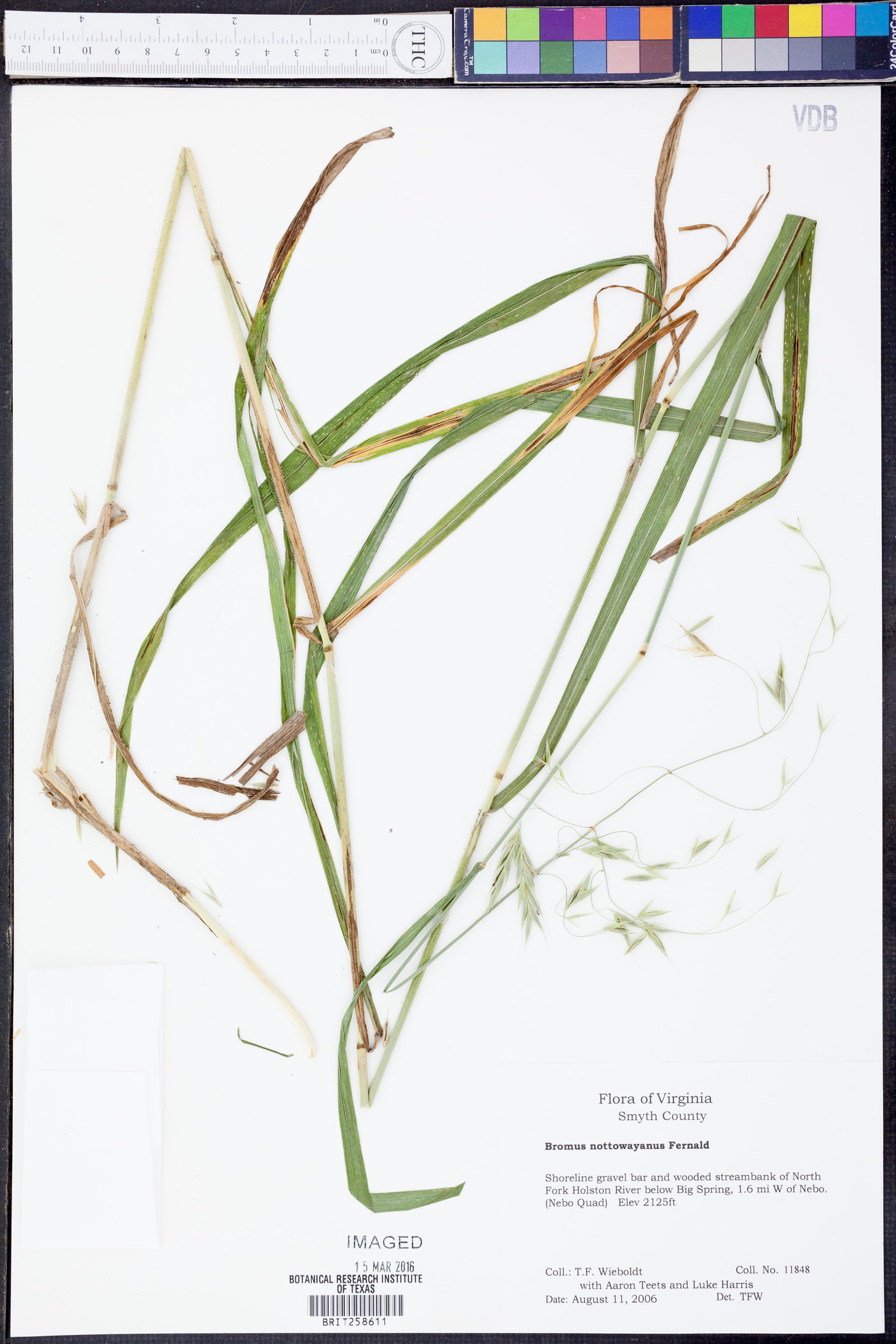 Bromus nottowayanus image