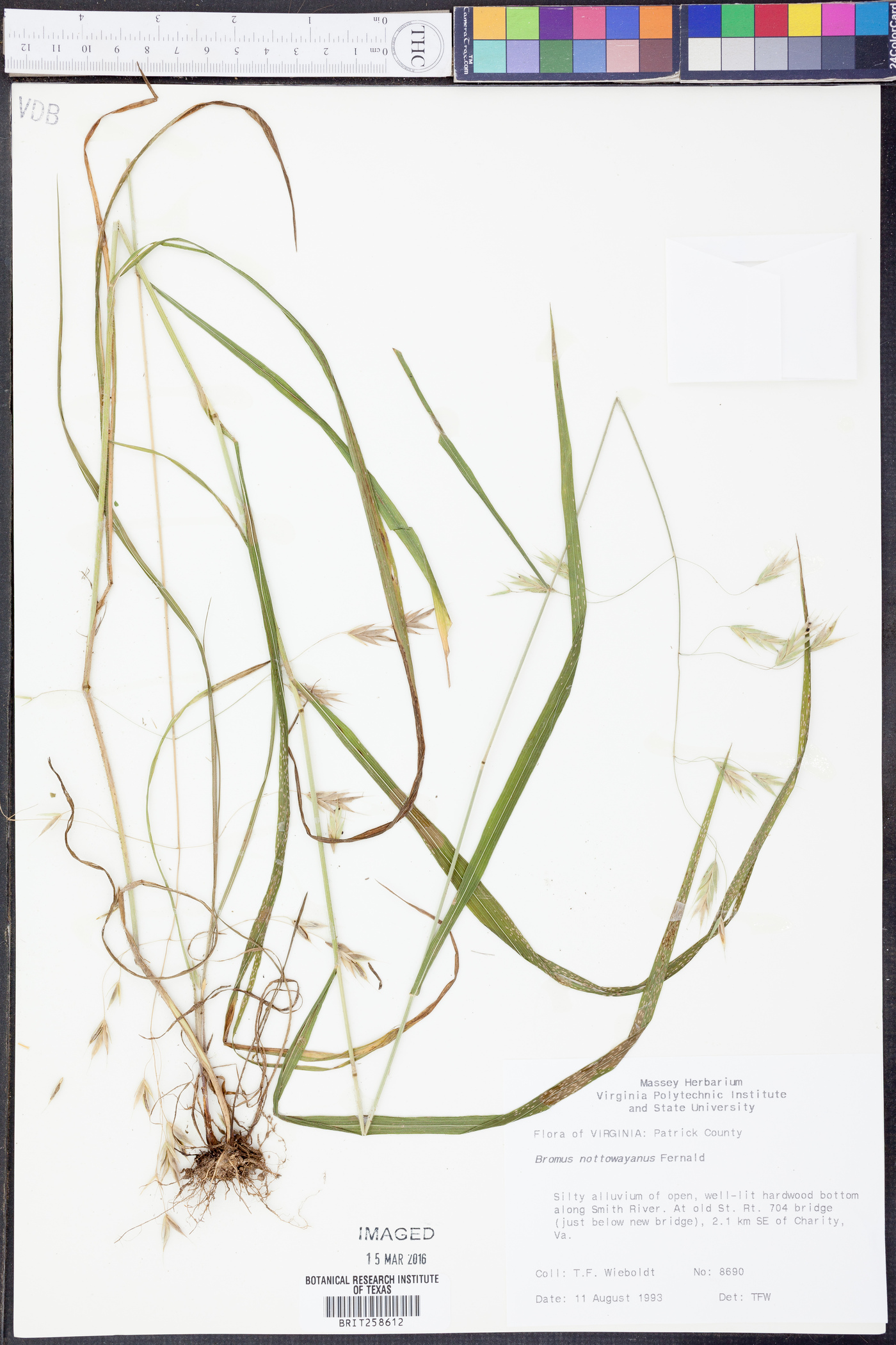 Bromus nottowayanus image