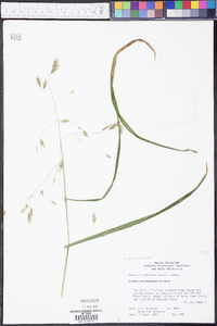 Bromus nottowayanus image