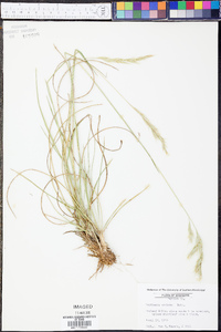 Danthonia sericea image