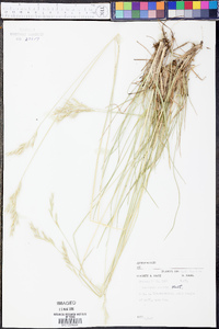 Danthonia sericea image