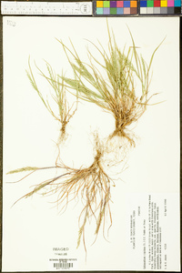 Catapodium rigidum image