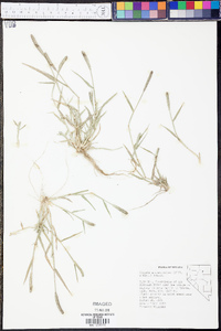 Crypsis alopecuroides image