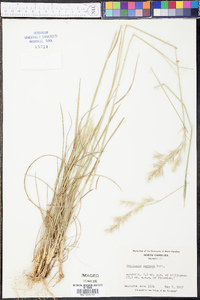 Danthonia sericea image