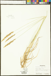 Calamagrostis stricta subsp. inexpansa image