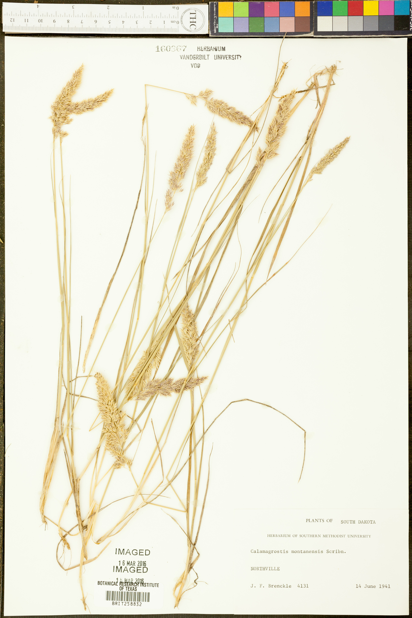 Calamagrostis montanensis image