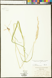 Calamagrostis porteri image