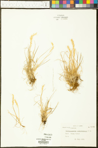 Calamagrostis purpurascens image