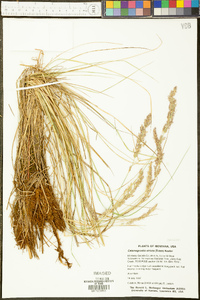 Calamagrostis stricta image