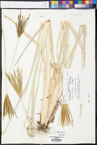 Eustachys glauca image