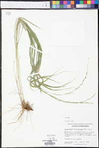 Chasmanthium sessiliflorum image