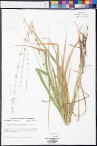 Chasmanthium sessiliflorum image