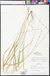 Chasmanthium sessiliflorum image