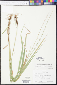 Chasmanthium sessiliflorum image