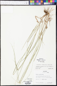 Chasmanthium sessiliflorum image