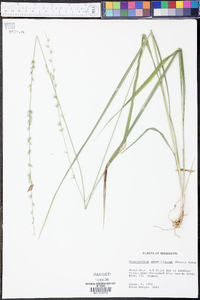 Chasmanthium sessiliflorum image