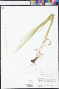 Chasmanthium sessiliflorum image