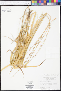 Chasmanthium sessiliflorum image