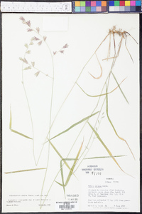 Chasmanthium nitidum image