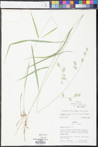 Chasmanthium nitidum image