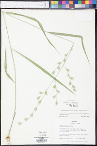 Chasmanthium nitidum image