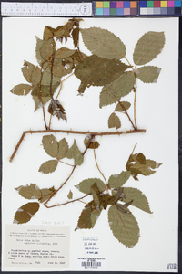 Rubus velox image