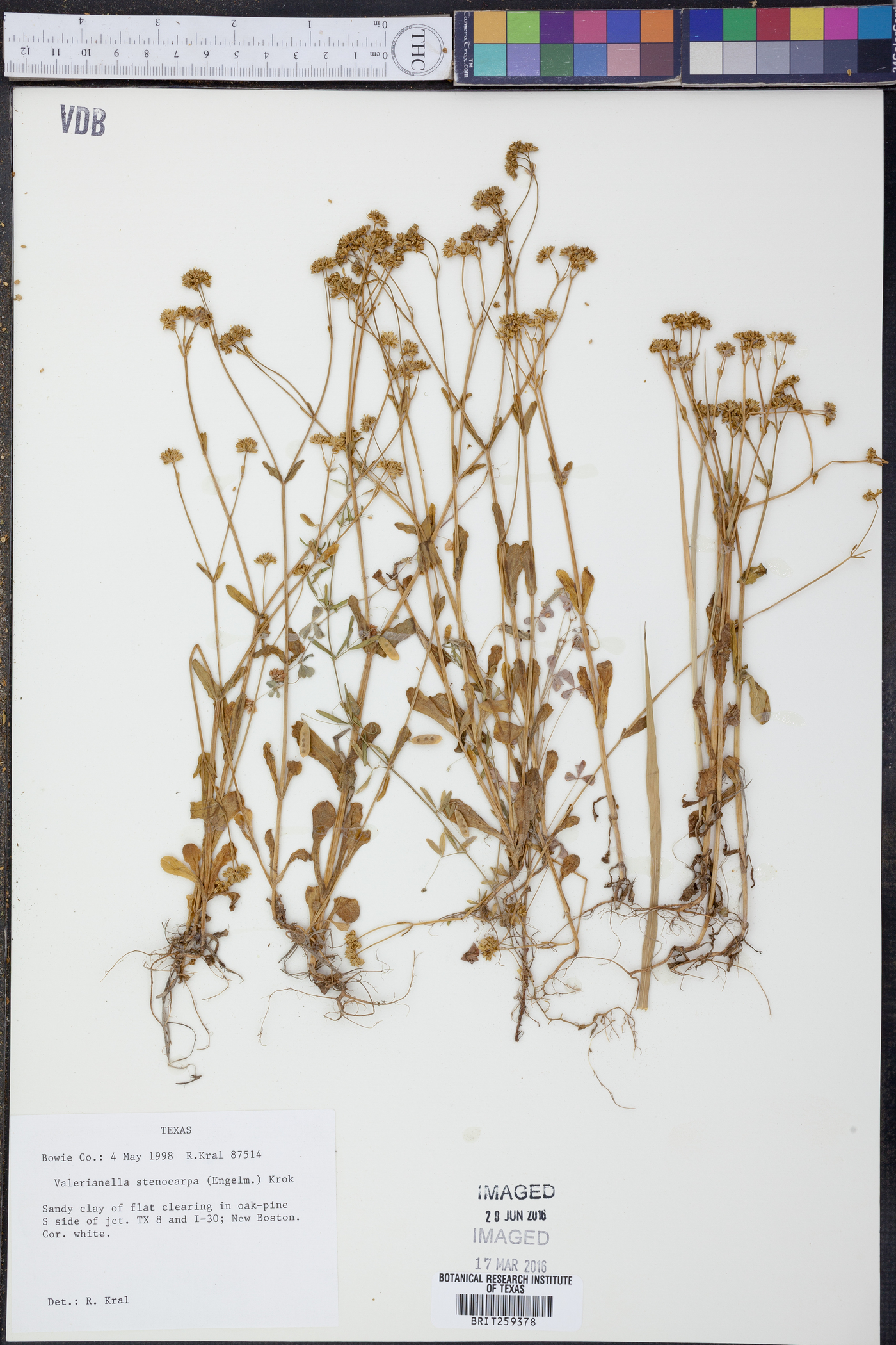 Valerianella stenocarpa image