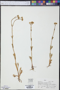 Valerianella florifera image