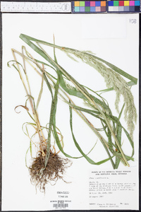 Cinna arundinacea image